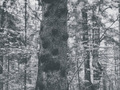 &nbsp;

Świerki
pospolite to współcześnie najwyższe drzewa w Polsce. [Niegdyś
najwyższy świerk w BPN miał mieć rzekomo 50 m wysokości 

(lata
70-te XX w.)], źródło:
http://www.drzewa.puszcza-bialowieska.eu/index.php5?dzial=swierk,&nbsp; dostęp: 2 kwietnia 2014.

